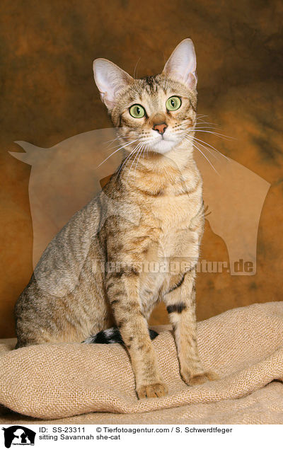 sitzende Savannah / sittingSavannah / SS-23311