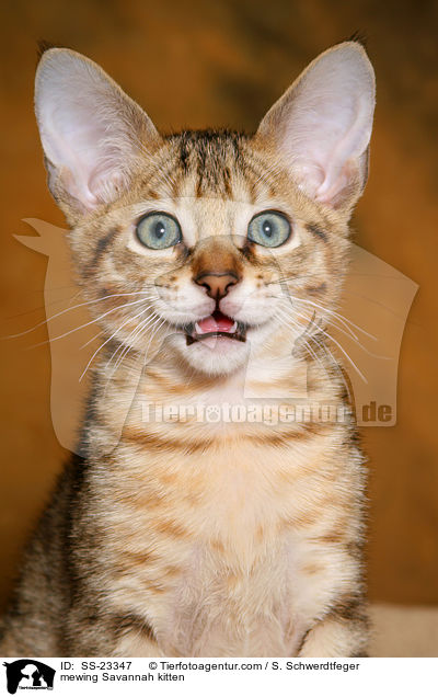 Savannah Ktzchen / Savannah kitten / SS-23347