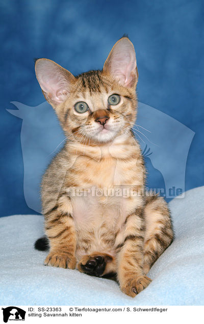 Savannah Ktzchen / Savannah kitten / SS-23363