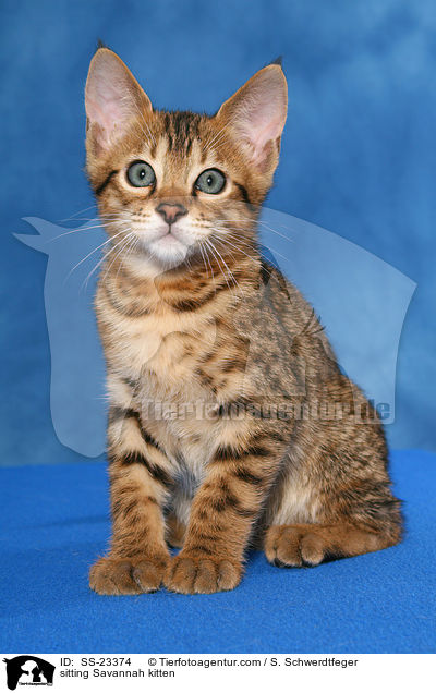 Savannah Ktzchen / Savannah kitten / SS-23374