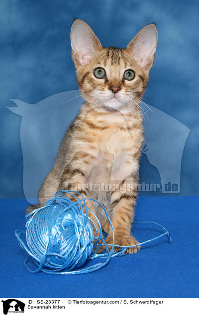 Savannah Ktzchen / Savannah kitten / SS-23377