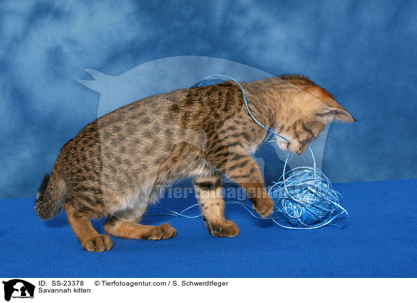 Savannah Ktzchen / Savannah kitten / SS-23378