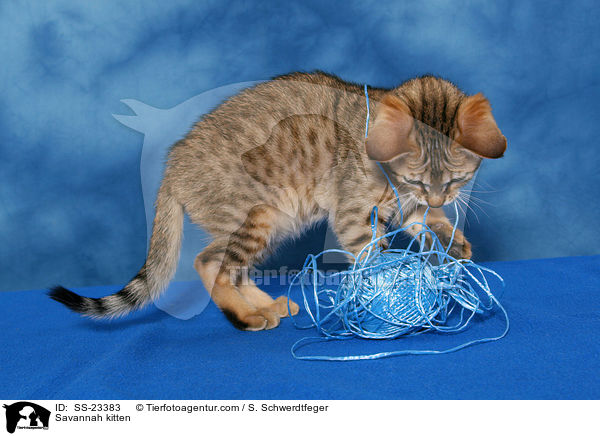 Savannah kitten / SS-23383