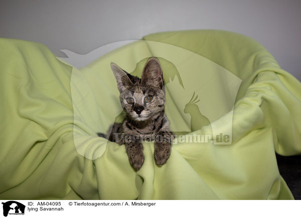 liegende Savannah / lying Savannah / AM-04095