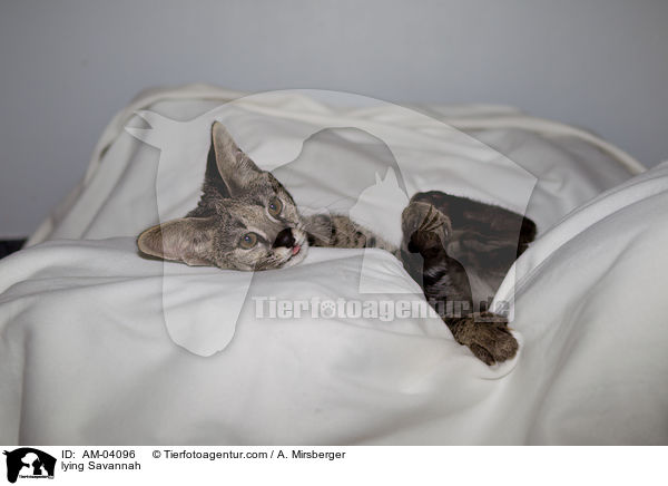 liegende Savannah / lying Savannah / AM-04096