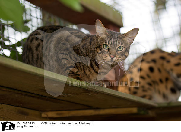 liegende Savannah / lying Savannah / AM-04131