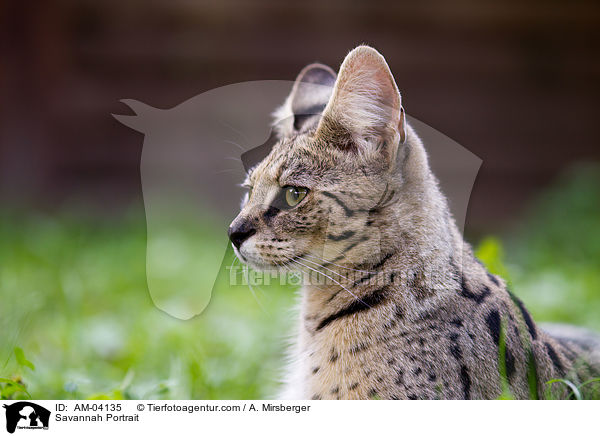 Savannah Portrait / AM-04135