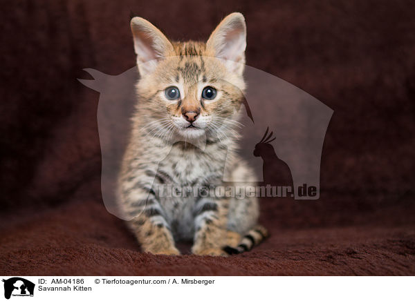 Savannah Ktzchen / Savannah Kitten / AM-04186