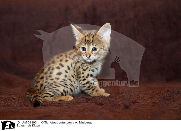 Savannah Ktzchen / Savannah Kitten / AM-04193