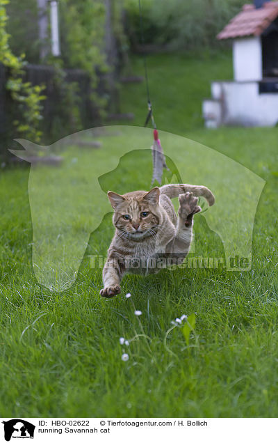 rennende Savannah-Katze / running Savannah cat / HBO-02622