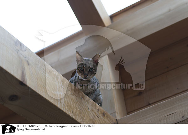 liegende Savannah-Katze / lying Savannah cat / HBO-02623