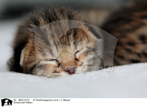 Savannah Ktzchen / Savannah Kitten / JM-01210