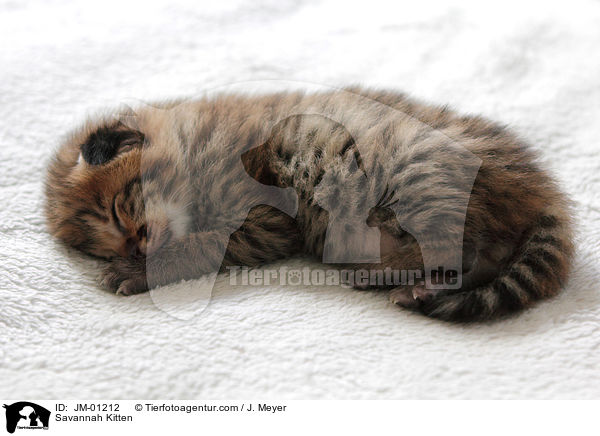 Savannah Ktzchen / Savannah Kitten / JM-01212