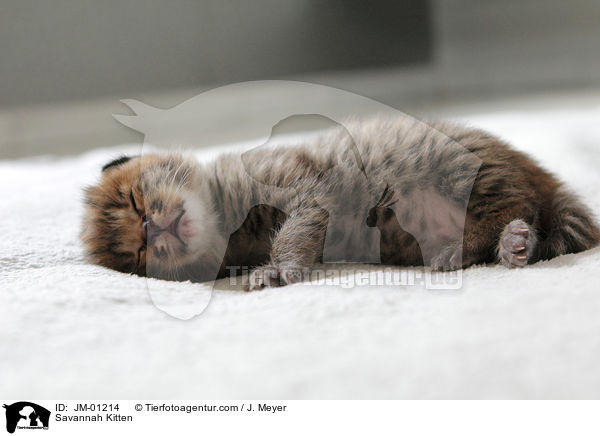 Savannah Ktzchen / Savannah Kitten / JM-01214
