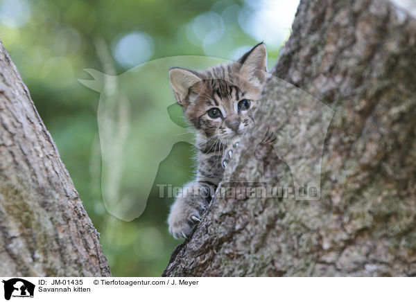 Savannah Ktzchen / Savannah kitten / JM-01435