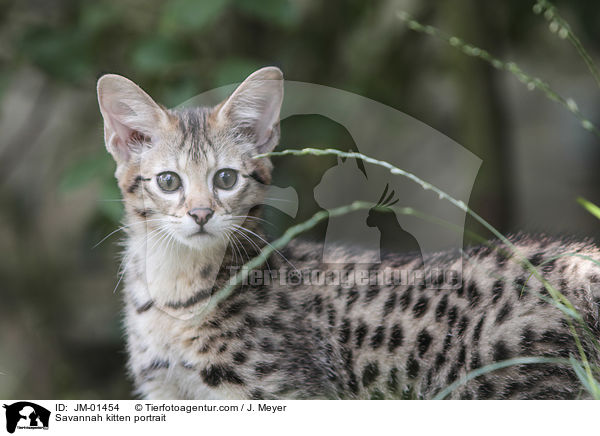 Savannah Ktzchen Portrait / Savannah kitten portrait / JM-01454