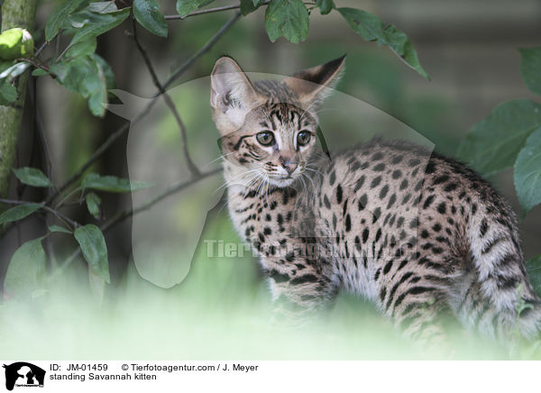 stehendes Savannah Ktzchen / standing Savannah kitten / JM-01459