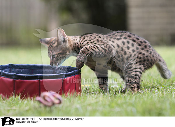 Savannah Ktzchen / Savannah kitten / JM-01461