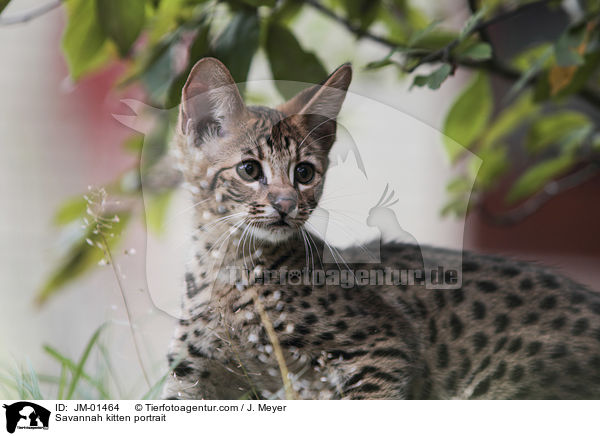 Savannah kitten portrait / JM-01464