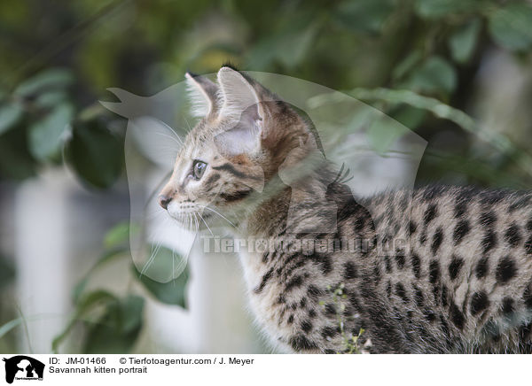 Savannah kitten portrait / JM-01466