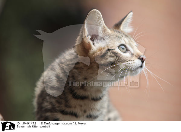 Savannah Ktzchen Portrait / Savannah kitten portrait / JM-01472