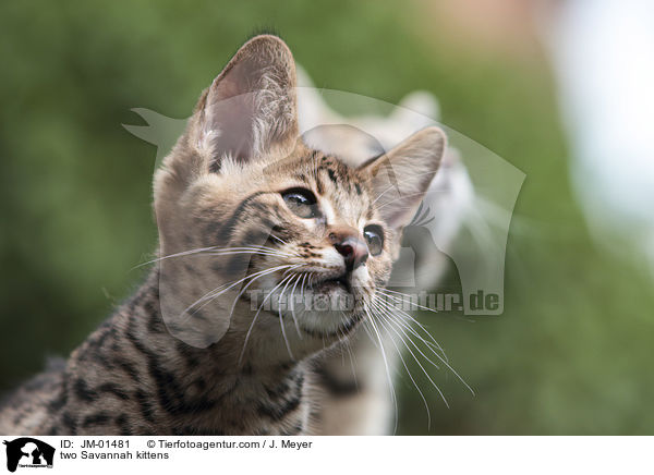 zwei Savannah Ktzchen / two Savannah kittens / JM-01481