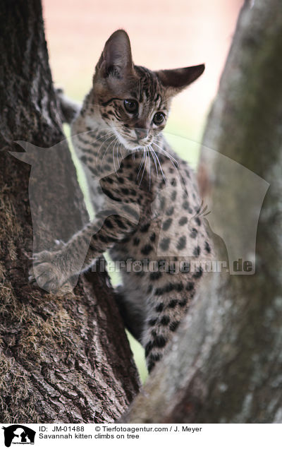Savannah kitten climbs on tree / JM-01488