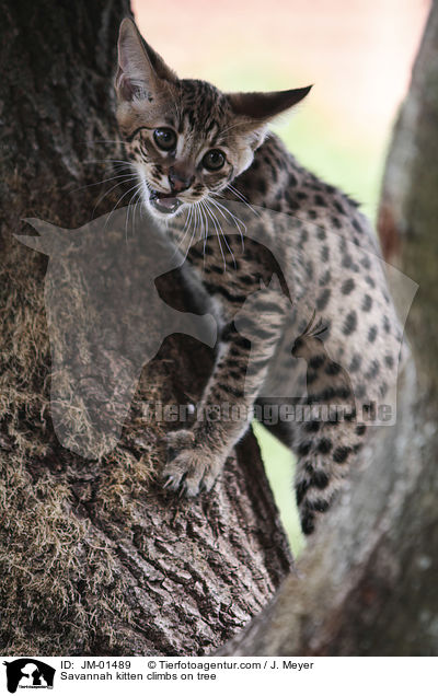Savannah kitten climbs on tree / JM-01489