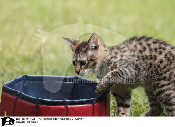 Savannah Ktzchen / Savannah kitten / JM-01492