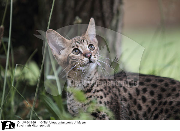 Savannah Ktzchen Portrait / Savannah kitten portrait / JM-01496