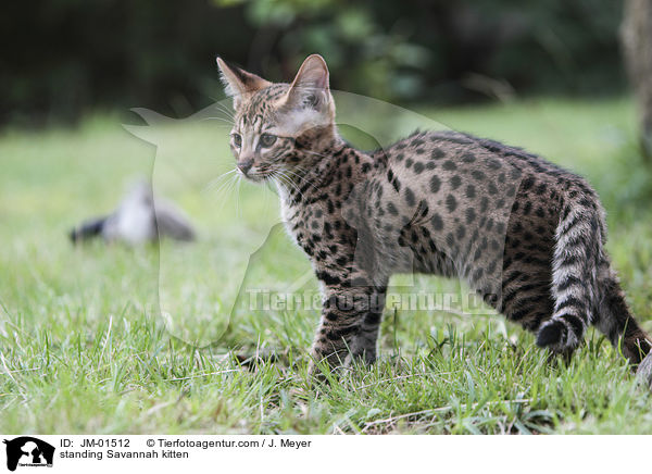 standing Savannah kitten / JM-01512