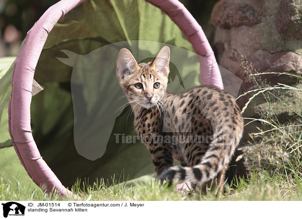 standing Savannah kitten / JM-01514