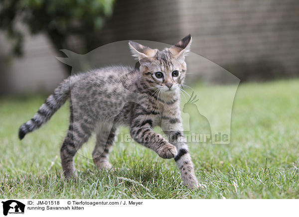 rennendes Savannah Ktzchen / running Savannah kitten / JM-01518