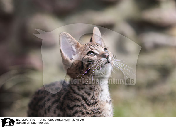 Savannah Ktzchen Portrait / Savannah kitten portrait / JM-01519