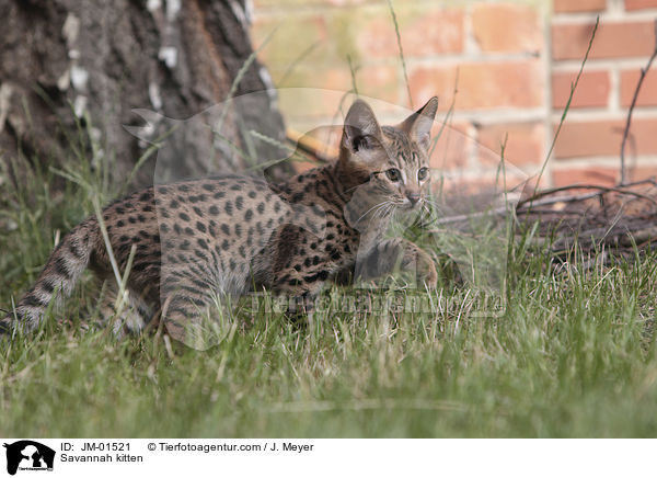 Savannah Ktzchen / Savannah kitten / JM-01521