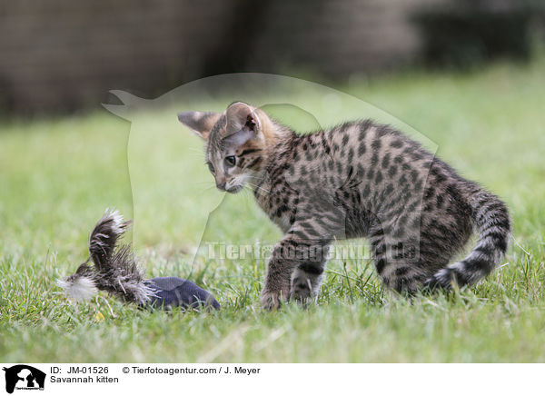 Savannah kitten / JM-01526