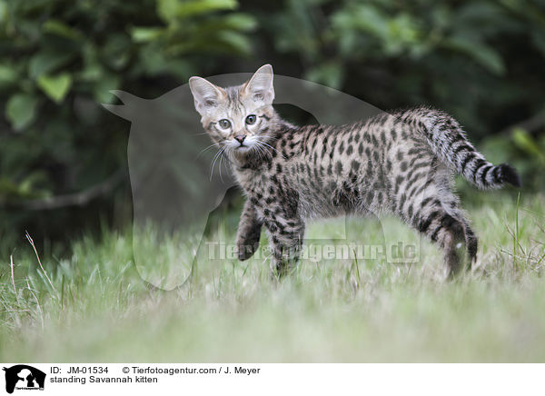 stehendes Savannah Ktzchen / standing Savannah kitten / JM-01534