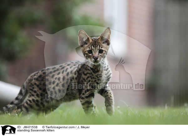 stehendes Savannah Ktzchen / standing Savannah kitten / JM-01538