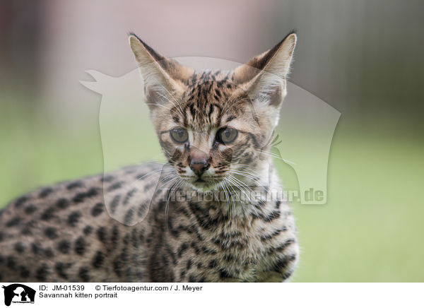 Savannah Ktzchen Portrait / Savannah kitten portrait / JM-01539