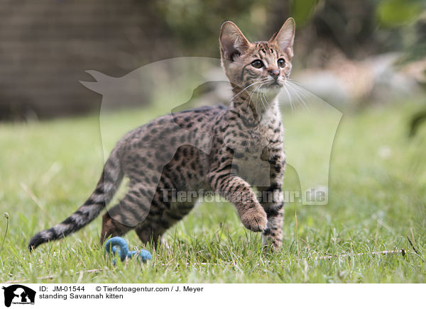 standing Savannah kitten / JM-01544