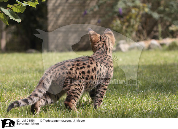Savannah Ktzchen / Savannah kitten / JM-01551