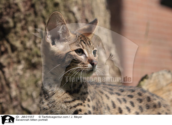 Savannah kitten portrait / JM-01557