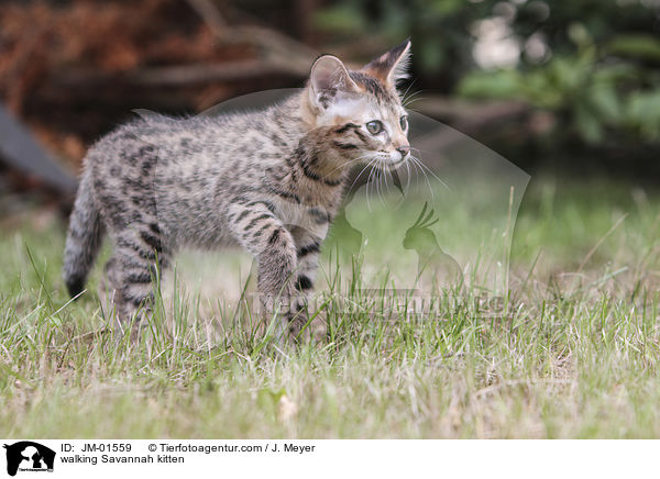 walking Savannah kitten / JM-01559