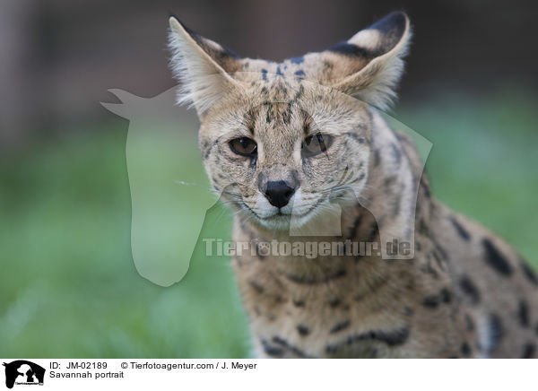 Savannah Portrait / Savannah portrait / JM-02189