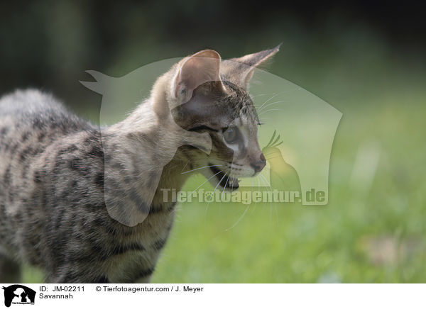 Savannah / Savannah / JM-02211