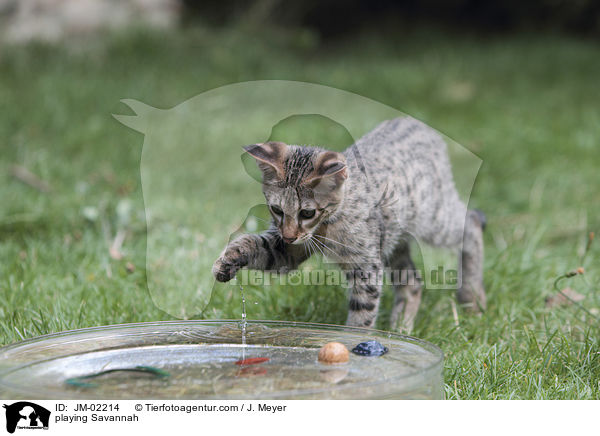 spielende Savannah / playing Savannah / JM-02214