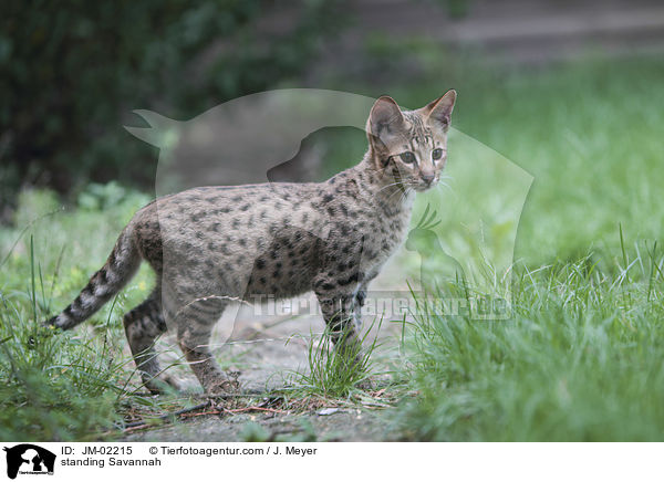 stehende Savannah / standing Savannah / JM-02215