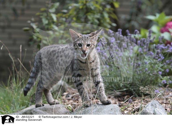 stehende Savannah / standing Savannah / JM-02221