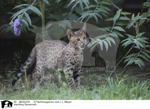 stehende Savannah / standing Savannah / JM-02230