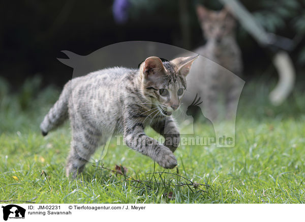 rennende Savannah / running Savannah / JM-02231